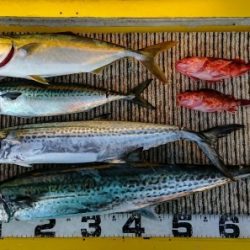 火遠理丸(ほおりまる) 釣果