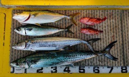 火遠理丸(ほおりまる) 釣果