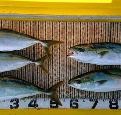 火遠理丸(ほおりまる) 釣果