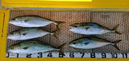 火遠理丸(ほおりまる) 釣果