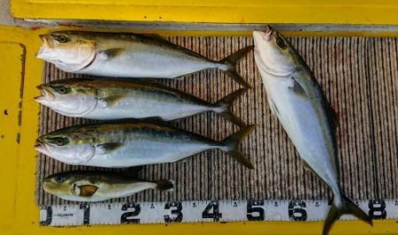 火遠理丸(ほおりまる) 釣果