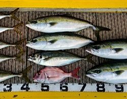 火遠理丸(ほおりまる) 釣果