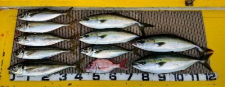 火遠理丸（ほおりまる） 釣果