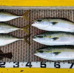 火遠理丸(ほおりまる) 釣果