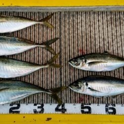 火遠理丸(ほおりまる) 釣果