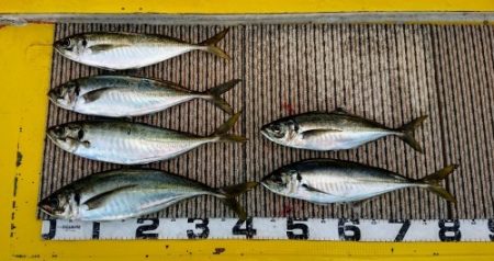 火遠理丸(ほおりまる) 釣果