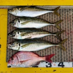 火遠理丸(ほおりまる) 釣果