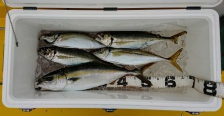 火遠理丸（ほおりまる） 釣果