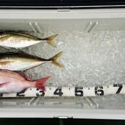 火遠理丸(ほおりまる) 釣果