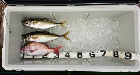 火遠理丸(ほおりまる) 釣果