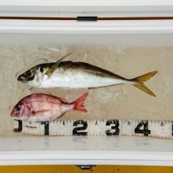 火遠理丸(ほおりまる) 釣果