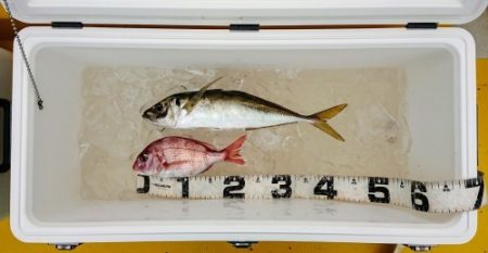 火遠理丸(ほおりまる) 釣果