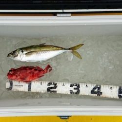 火遠理丸(ほおりまる) 釣果