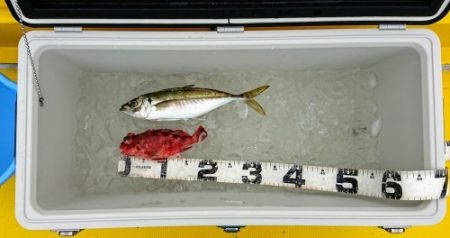 火遠理丸(ほおりまる) 釣果