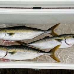 火遠理丸(ほおりまる) 釣果