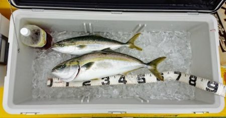 火遠理丸(ほおりまる) 釣果