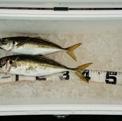 火遠理丸(ほおりまる) 釣果