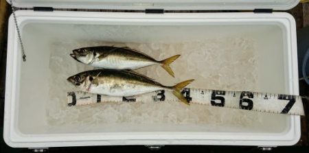 火遠理丸(ほおりまる) 釣果