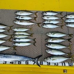 火遠理丸（ほおりまる） 釣果