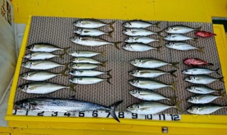 火遠理丸（ほおりまる） 釣果