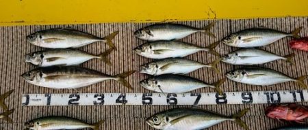 火遠理丸（ほおりまる） 釣果