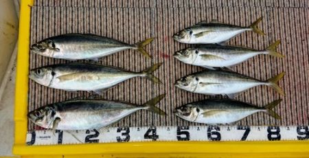 火遠理丸（ほおりまる） 釣果