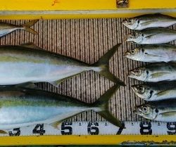 火遠理丸（ほおりまる） 釣果