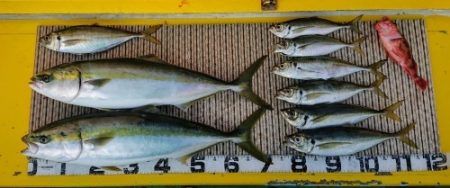 火遠理丸（ほおりまる） 釣果