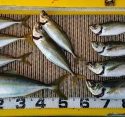 火遠理丸（ほおりまる） 釣果