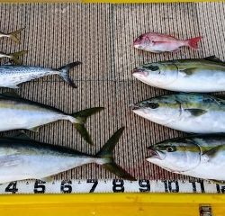 火遠理丸(ほおりまる) 釣果