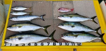 火遠理丸（ほおりまる） 釣果