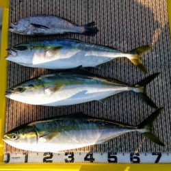 火遠理丸(ほおりまる) 釣果