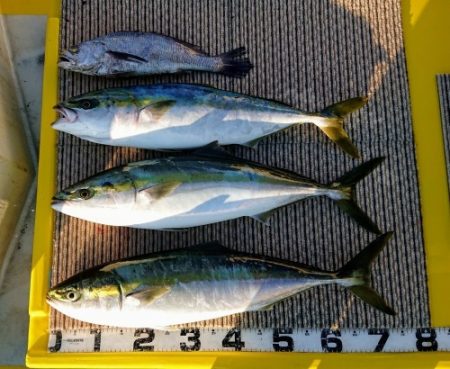 火遠理丸(ほおりまる) 釣果