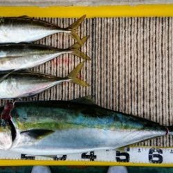 火遠理丸(ほおりまる) 釣果