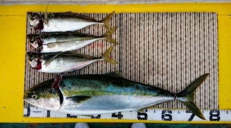 火遠理丸(ほおりまる) 釣果