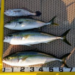 火遠理丸(ほおりまる) 釣果