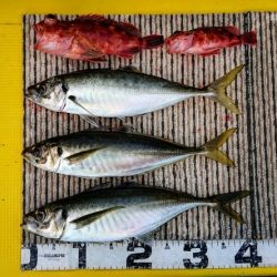 火遠理丸(ほおりまる) 釣果