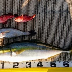 火遠理丸(ほおりまる) 釣果