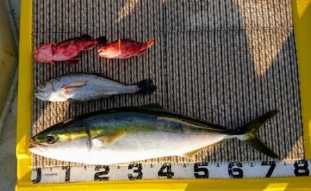 火遠理丸(ほおりまる) 釣果