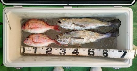 火遠理丸(ほおりまる) 釣果