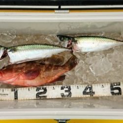 火遠理丸（ほおりまる） 釣果