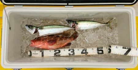 火遠理丸（ほおりまる） 釣果