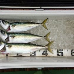 火遠理丸（ほおりまる） 釣果