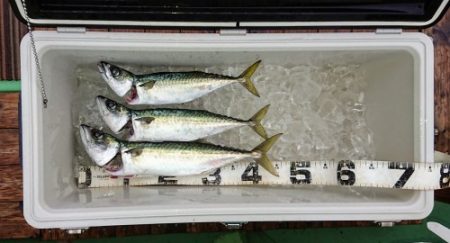 火遠理丸（ほおりまる） 釣果