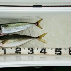 火遠理丸（ほおりまる） 釣果