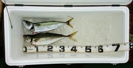 火遠理丸（ほおりまる） 釣果