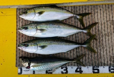 火遠理丸(ほおりまる) 釣果