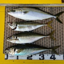 火遠理丸(ほおりまる) 釣果