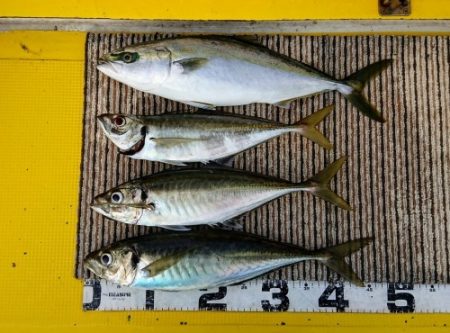 火遠理丸(ほおりまる) 釣果