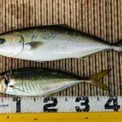 火遠理丸(ほおりまる) 釣果